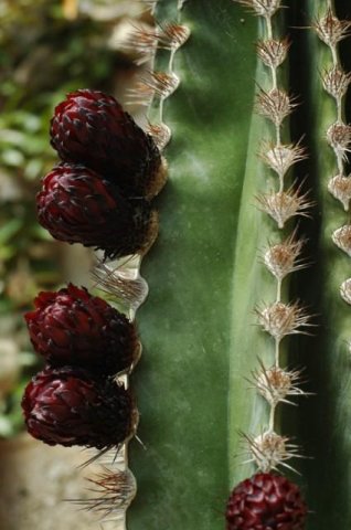 Pachycereus_pecten_aborigin